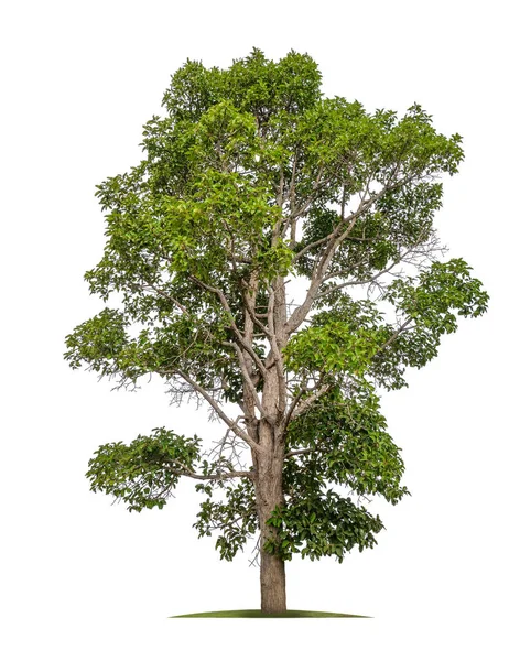 Isolé Seul Grand Arbre Sur Fond Blanc Avec Chemin Coupe — Photo