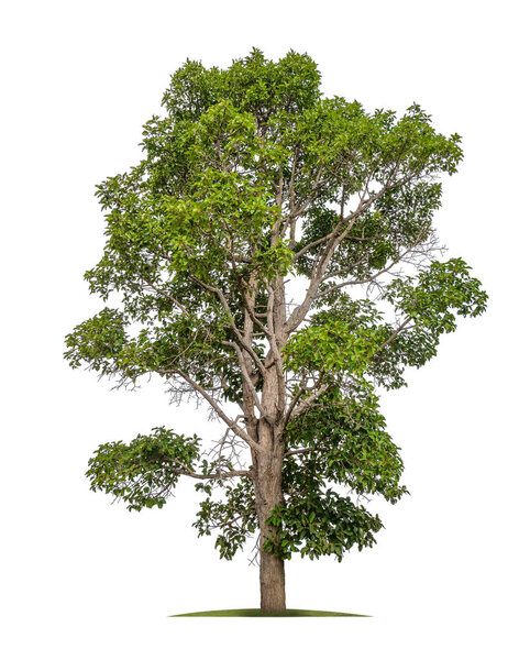 isolated single big tree on white background with clipping path 