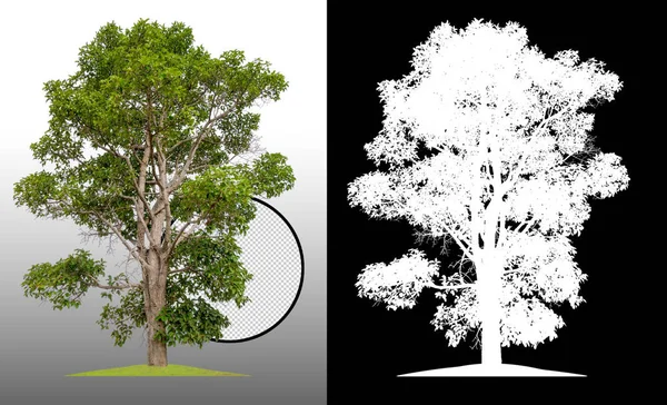single tree and cleared background with clipping path and alpha channel