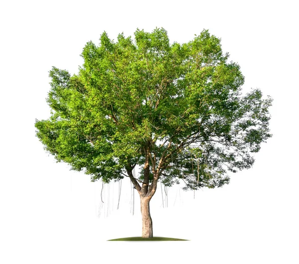 Απομονωμένο Ενιαίο Μεγάλο Δέντρο Λευκό Φόντο Διαδρομή Αποκοπής — Φωτογραφία Αρχείου