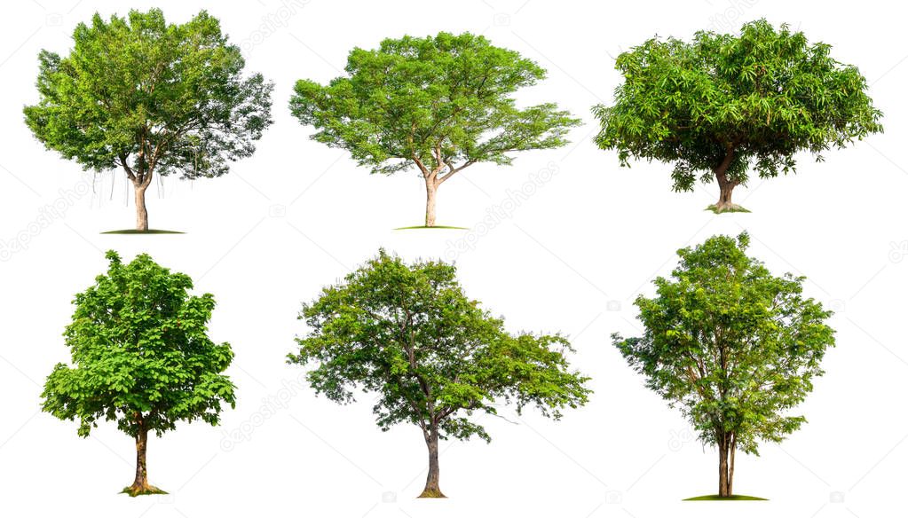 collection tree on white background 
