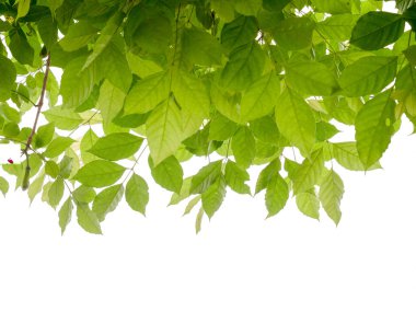 metin için alan ile yeşil bırak arka plan