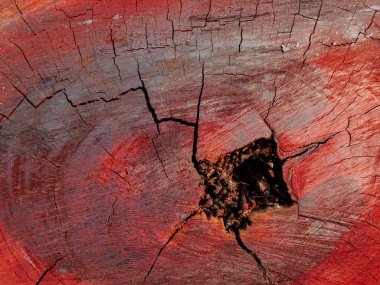 yıllık halka yüzey dokusu 