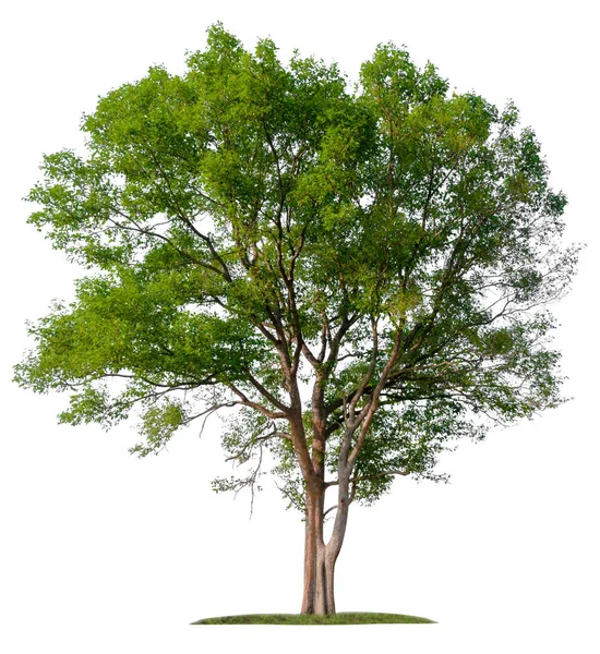 Aislado único árbol grande sobre fondo blanco —  Fotos de Stock