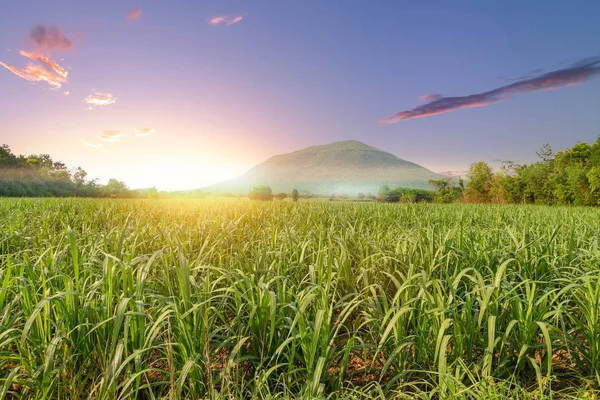 Campo de caña de azúcar al amanecer o al atardecer —  Fotos de Stock