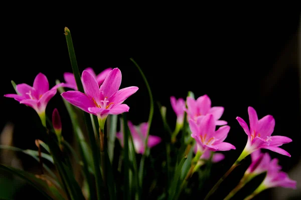 Small pink flower — Stock Photo, Image
