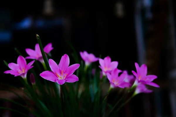 Small pink flower — Stock Photo, Image