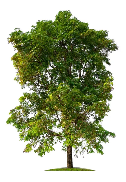 Izole tek büyük ağaç beyaz arka plan üzerinde — Stok fotoğraf