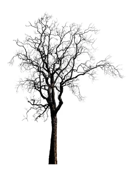 Arbre isolé sur fond blanc — Photo