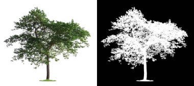 kırpma yolu ile tek ağaç 