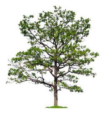 kırpma yolu ile tek ağaç 