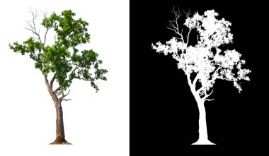 kırpma yolu ile tek ağaç 