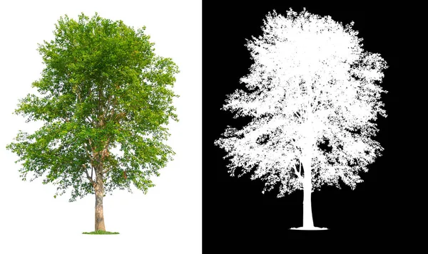 具有剪切路径的单树 — 图库照片