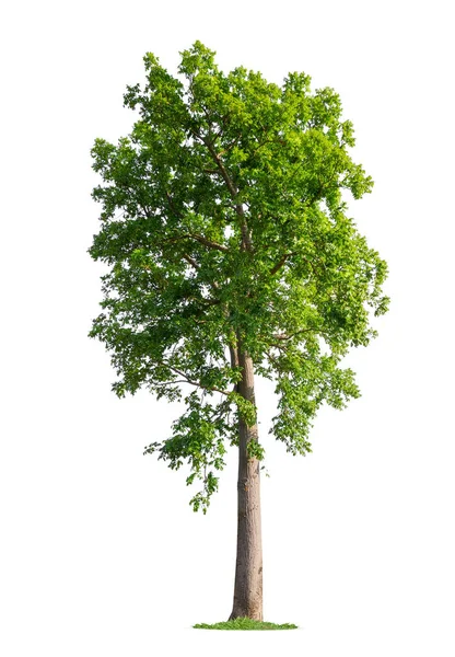 Single tree with clipping path — Stock Photo, Image