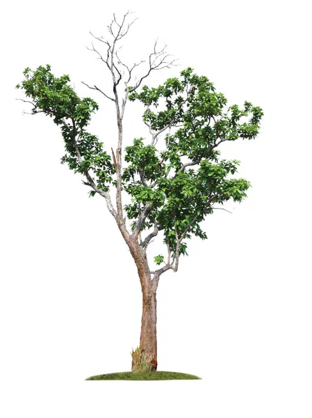 Pojedyncze drzewo ze ścieżką przycinającą — Zdjęcie stockowe