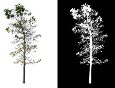 kırpma yolu ve alfa channal ile beyaz arka plan üzerinde izole tek ağaç