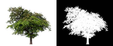 kırpma yolu ve alfa channal ile beyaz arka plan üzerinde izole tek ağaç