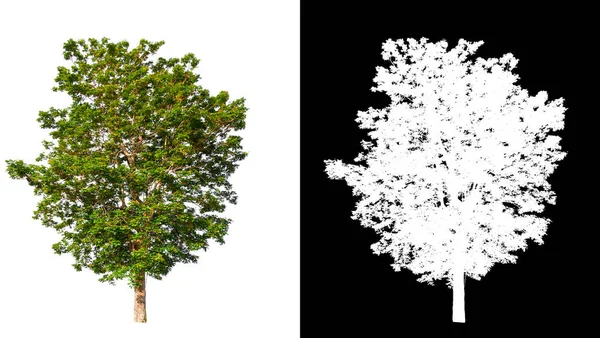 Изолированное Единственное Дерево Белом Фоне Путем Обрезки Альфа Каналом — стоковое фото