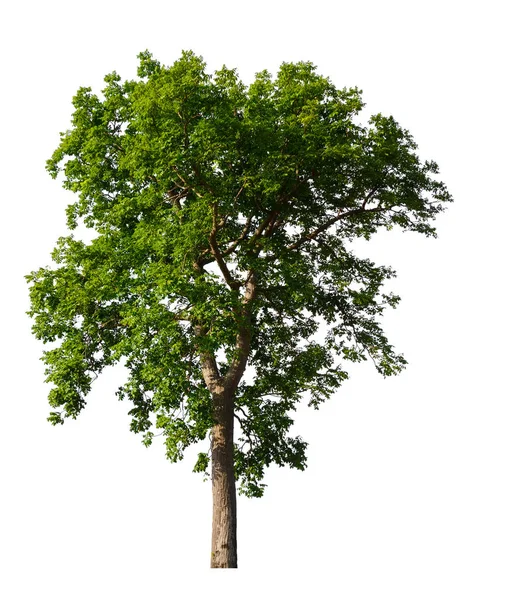 Isolé Seul Grand Arbre Sur Fond Blanc Avec Chemin Coupe — Photo