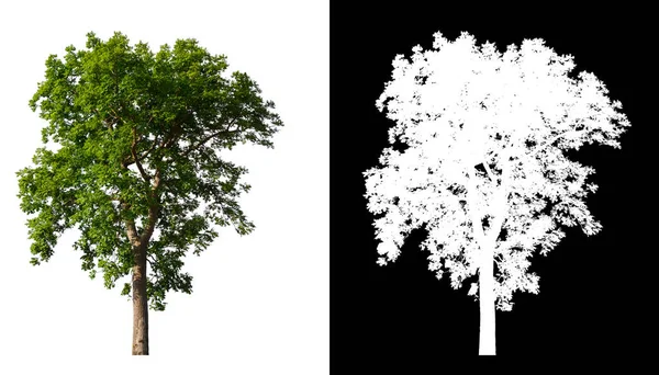 Μεμονωμένο Δέντρο Λευκό Φόντο Διαδρομή Αποκοπής Και Τελικό — Φωτογραφία Αρχείου