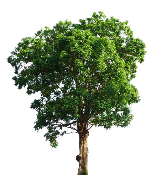 Isolierte Einzelne Große Baum Auf Weißem Hintergrund Mit Clipping Pfad — Stockfoto