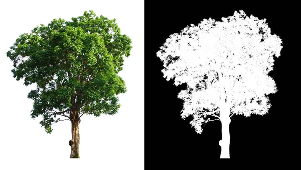 Isolierter Einzelner Baum Auf Weißem Hintergrund Mit Clipping Pfad Und — Stockfoto