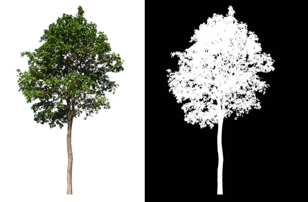 Isolierter Einzelner Baum Auf Weißem Hintergrund Mit Clipping Pfad Und — Stockfoto