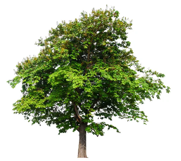 Aislado Único Árbol Grande Sobre Fondo Blanco Con Ruta Recorte —  Fotos de Stock