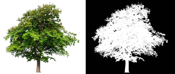 Isolierter Einzelner Baum Auf Weißem Hintergrund Mit Clipping Pfad Und — Stockfoto