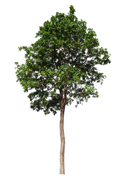 Isolierte Einzelne Große Baum Auf Weißem Hintergrund Mit Clipping Pfad — Stockfoto