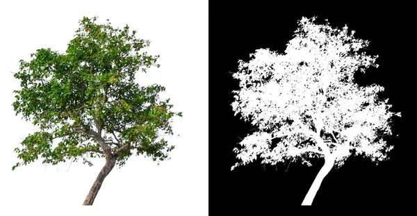 Isolated Single Tree White Background Clipping Path Alpha Channal — Stock Photo, Image