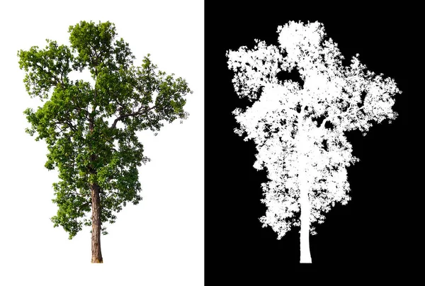 Isolierter Einzelner Baum Auf Weißem Hintergrund Mit Clipping Pfad Und — Stockfoto