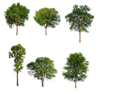 beyaz arka plan üzerinde izole büyük ağaç