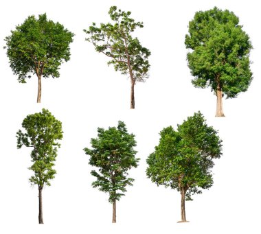 beyaz arka plan üzerinde izole büyük ağaç