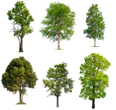 solated big tree on white background clipart