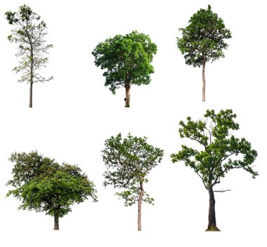 beyaz arka plan üzerinde izole büyük ağaç