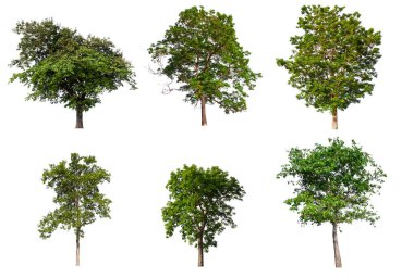 beyaz arka plan üzerinde izole büyük ağaç