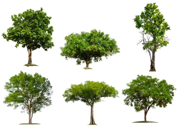 Árbol grande aislado sobre fondo blanco — Foto de Stock