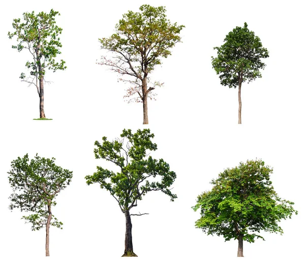 Isolierter großer Baum auf weißem Hintergrund — Stockfoto