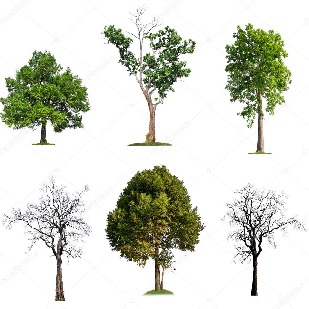 solated big tree on white background