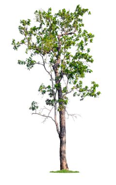 izole tek büyük ağaç beyaz arka plan üzerinde