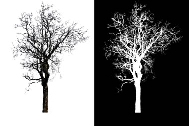 kırpma yolu ile beyaz arka plan üzerinde izole tek ağaç ve