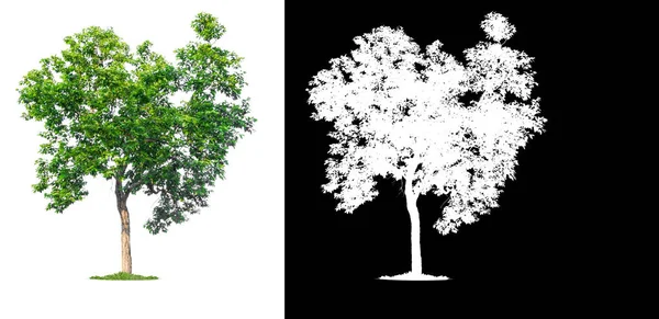Isolierter einzelner Baum auf weißem Hintergrund mit Schnittpfad und — Stockfoto
