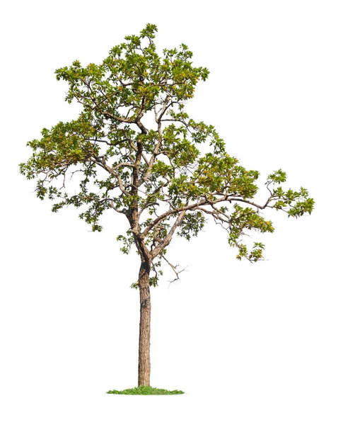 Isolado única grande árvore no fundo branco — Fotografia de Stock
