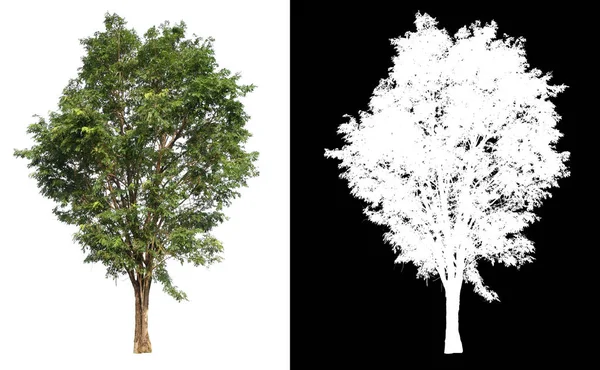 Einzelner Baum mit Schnittpfad — Stockfoto