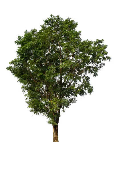 Isolierter einzelner Baum — Stockfoto