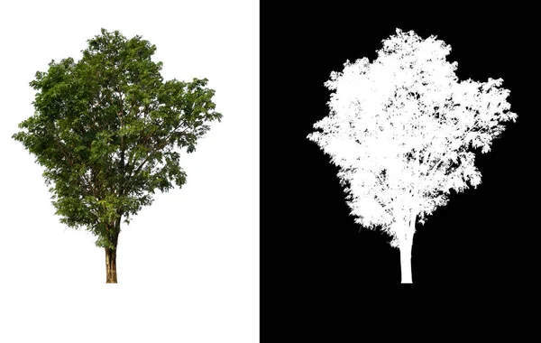 Árvore única com caminho de recorte — Fotografia de Stock
