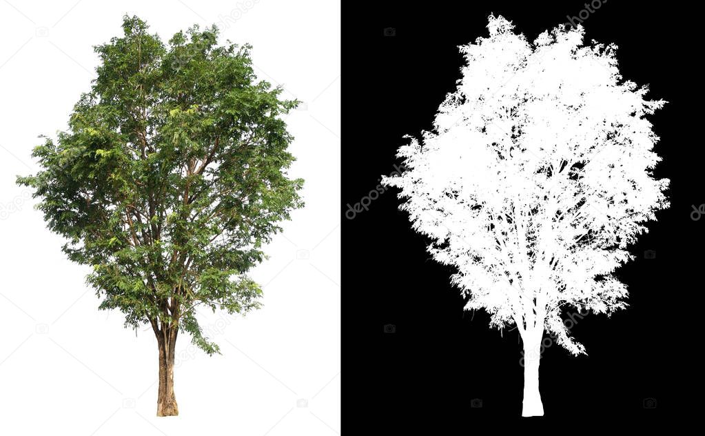 single tree with clipping path