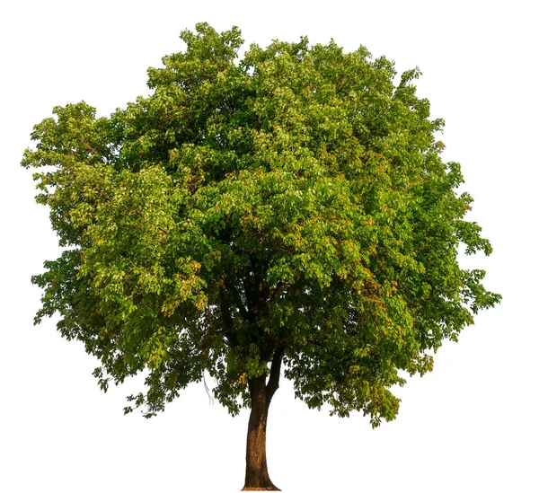 Isolierter einzelner Baum — Stockfoto