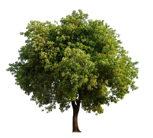 Izole tek ağaç — Stok fotoğraf